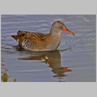 2019 3rd Derrick Stow- water rail